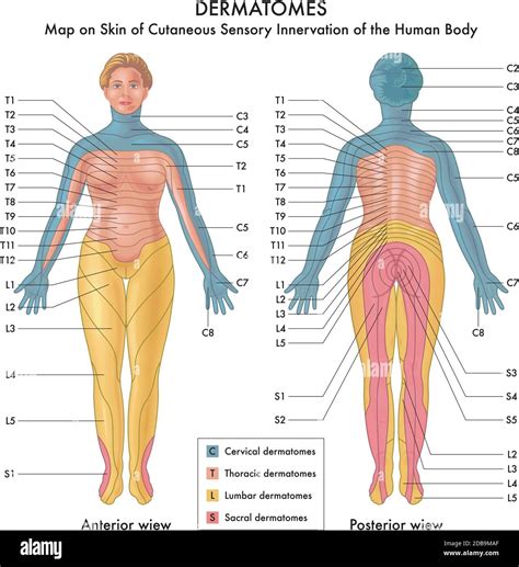 realita odpočítať nárečia body nerves map začiatočník človek vstup