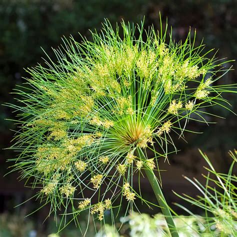 Buy Cyperus papyrus, Aquatic plant Online - Nursery Nisarga