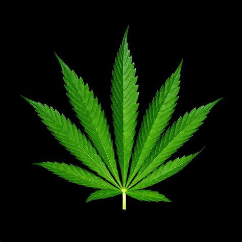 9-Point Cannabis Leaf Black Background Photograph by Luke Moore - Fine ...