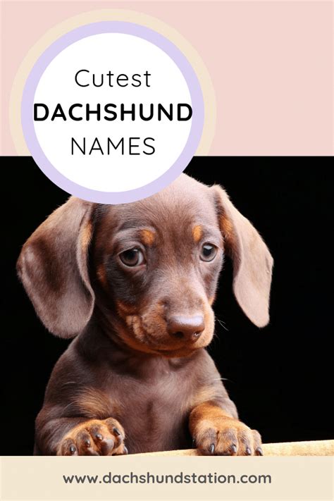 Top Unique Dachshund Names [2019]- Dachshund Station