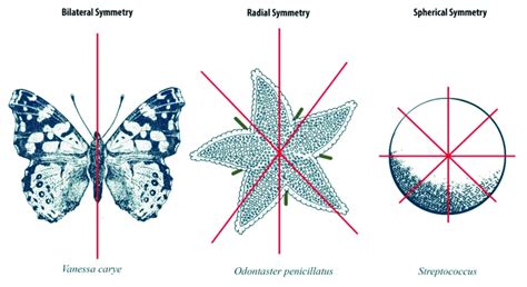 Types Of Animal Symmetry