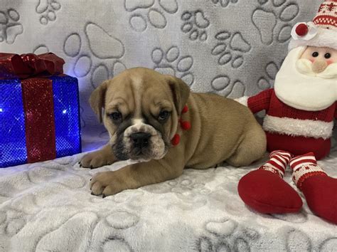 English Bulldog Puppies For Sale - Royal Puppy Kennel