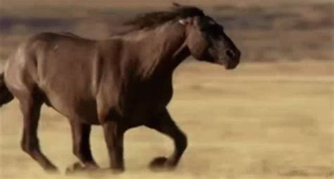 Horse Running GIF - Horse Running Fast - Discover & Share GIFs