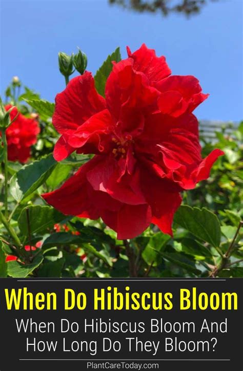 When Do Hibiscus Bloom And How Long Do They Bloom?