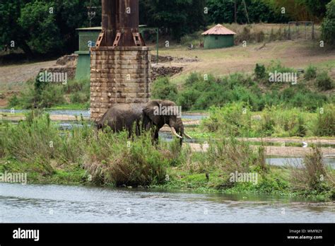 Kruger National Park - Elephant Stock Photo - Alamy