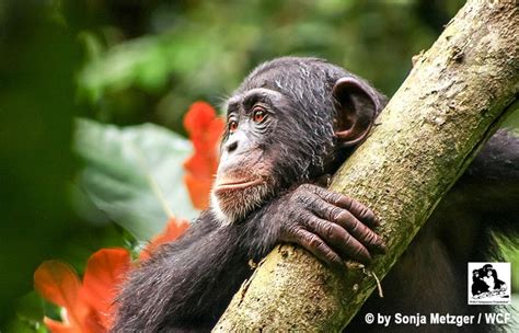 Liberian park protects Critically Endangered western chimpanzees