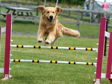 Clínica Veterinária Prof. Israel: Agility é a atividade física para ...