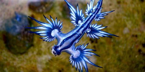 glaucus atlanticus | Sea slug, Glaucus atlanticus, Blue sea slug