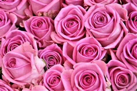 Pink roses HD wallpaper | Wallpaper Flare