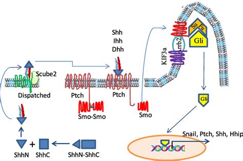 Frontiers | Sonic Hedgehog Signaling in Thyroid Cancer | Endocrinology