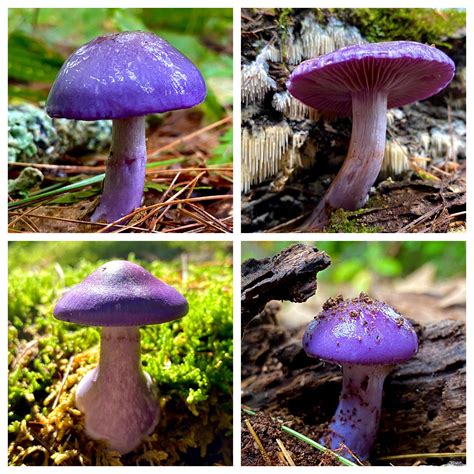 2020 was a great year for purple mushrooms in Massachusetts! : r/mycology