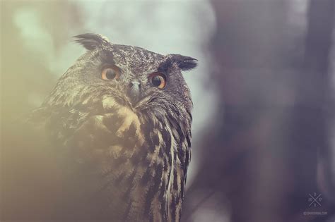 Eurasian Eagle-Owl PART I. on Behance