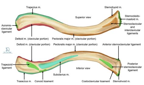 Clavicle Fractures - Midshaft - Trauma - Orthobullets