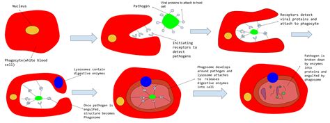 Phagocytosis Process Diagram