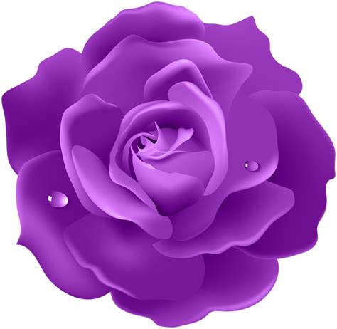 Purple Rose PNG Image | Rosé png, Flower petal art, Rose flower wallpaper