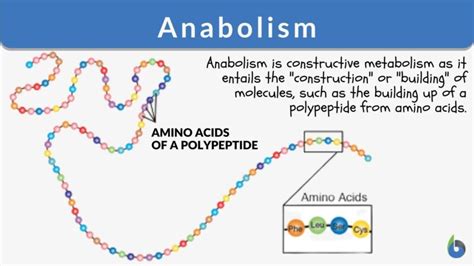 Anabolism - Definition and Examples - Biology Online Dictionary