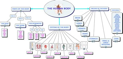 THE HUMAN BODY - THE BODY