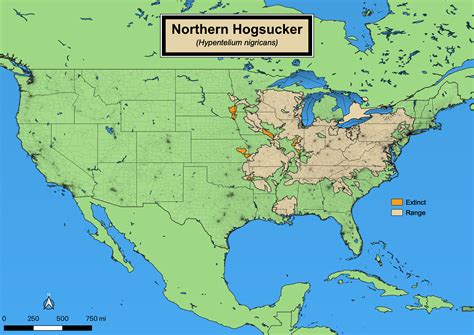 Northern Hogsucker - eMuseum of Natural History