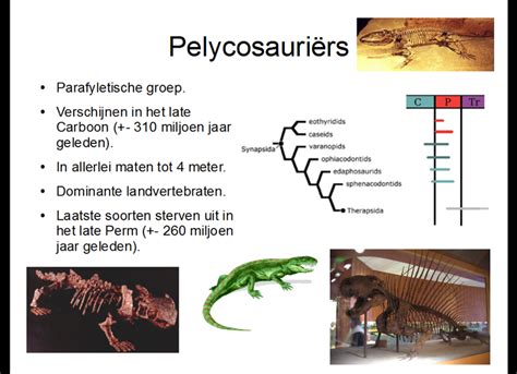 pelycosaurs | Prehistoric, Fossils, Ancient