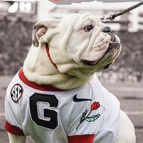 You Think ? | Georgia bulldog mascot, Bulldog mascot, Georgia bulldogs ...