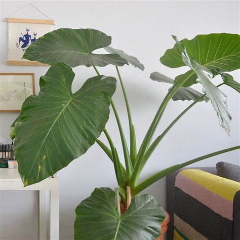 Alocasia Borneo Giant Elephant Ear, Live Tropical | ubicaciondepersonas.cdmx.gob.mx