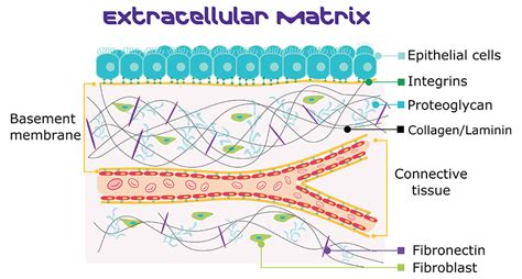 Non - cellular layer that separates epithelial tissue from the ...