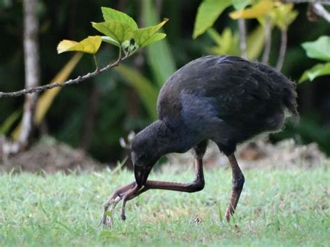 Birds of Fafa Island, Tonga | Melanesia, Polynesia, Island