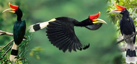 Ciri Morfologi Hornbill di Pulau Jawa