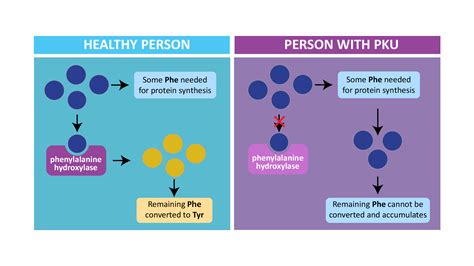 Phenylketonuria (PKU)- Treatment, Prevention, Dietary management – NutritionFact.in