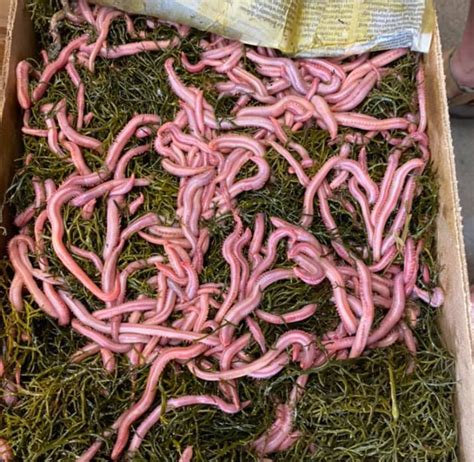 Bloodworms - delaware-surf-fishing.com