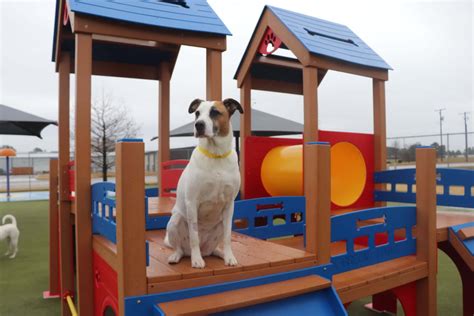 Best Dog Boarding in Longview, TX | Creature Comforts Pet Resort