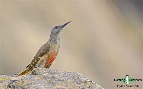 The Endemic Birds of South Africa - Birding Ecotours