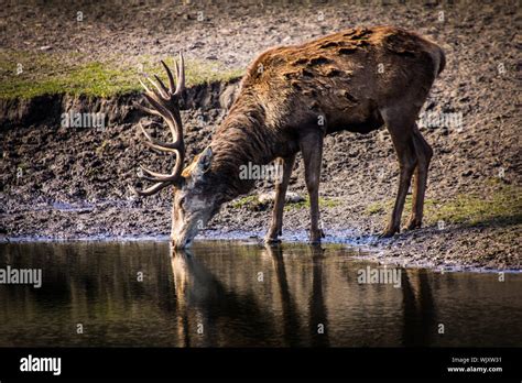 Deer drinking water hi-res stock photography and images - Alamy