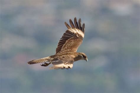 Chimango Caracara Phalcoboenus / Milvago chimango)