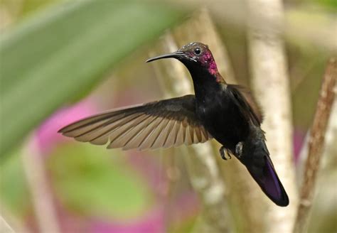 Jamaica - Birds