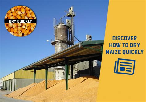 Discover how to quickly dry corn to reduce losses - Mecmar S.p.A.