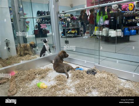 Puppies for sale at a pet store in a mall, northern NJ. Chocolate lab ...