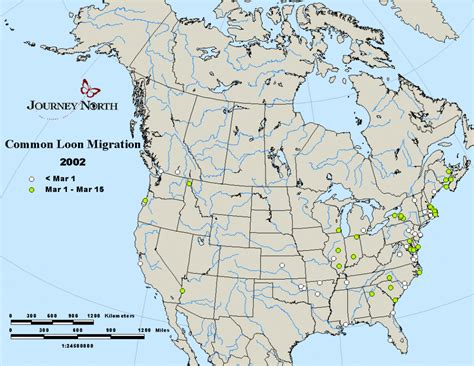 Journey North Common Loons