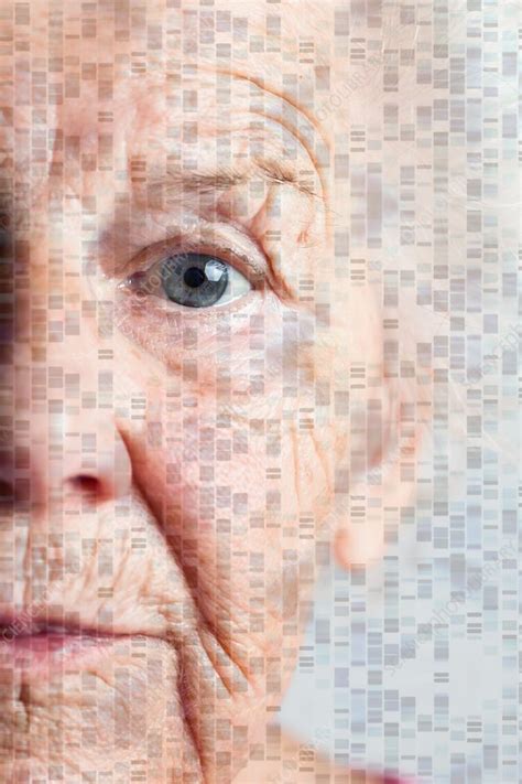 Genetics of ageing, conceptual image - Stock Image - C037/7818 ...