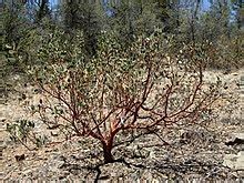 Manzanita - Wikipedia