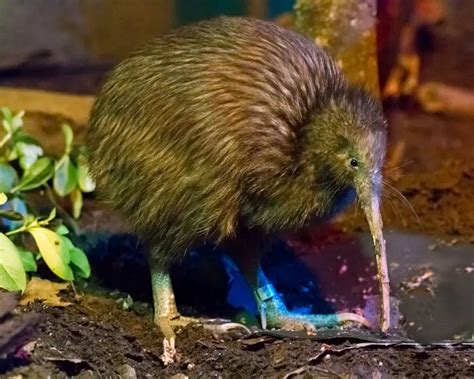 Northern Brown Kiwi - Facts, Diet, Habitat & Pictures on Animalia.bio