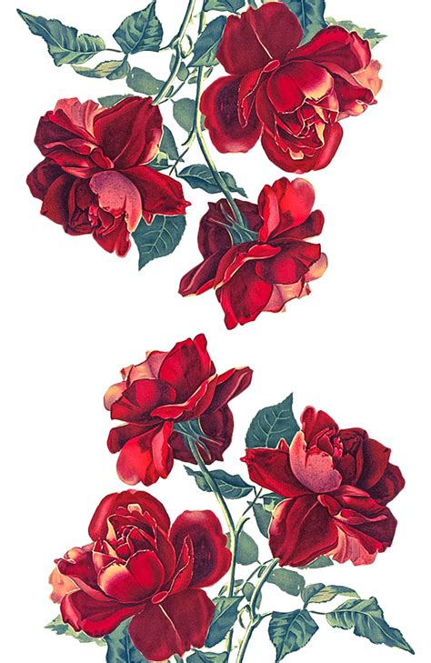 Aesthetic Red Rose Transparent Background