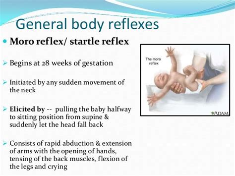 Explain Difference Between a Reflex and a Reaction