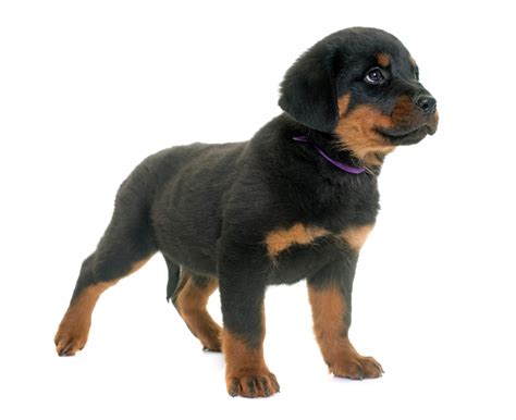 How To Identify Pure Breed Rottweiler Puppies