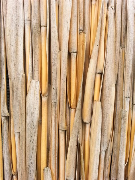 Dry Bamboo Pattern Free Stock Photo - Public Domain Pictures