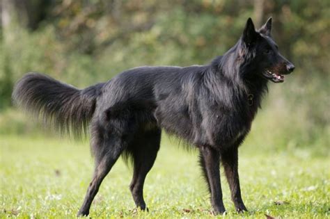 10 Things You Didn't Know About the Belgian Shepherd Groenendael | Belgian sheepdog, Belgian ...