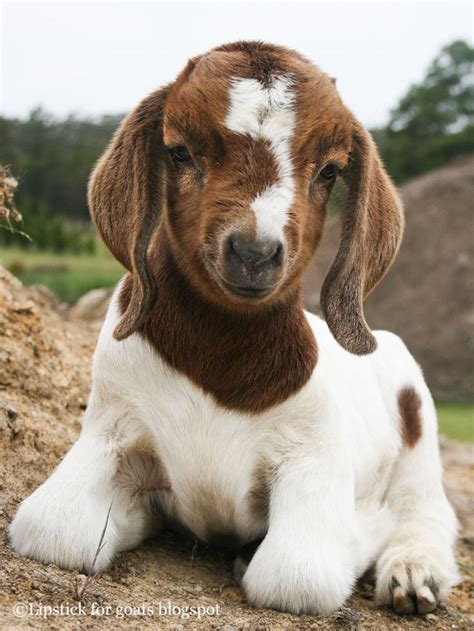 Lipstick for Goats | Cute goats, Boer goats, Baby goats