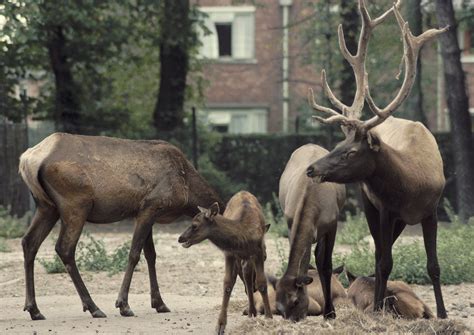 Wapiti herd 1976 - ZooChat