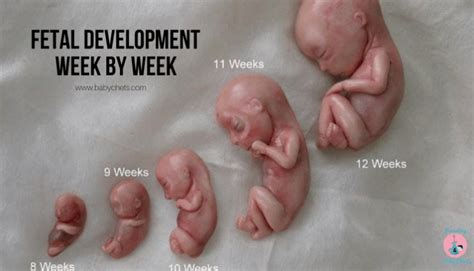 Pictures Of Aborted Babies At 9 Weeks - PictureMeta