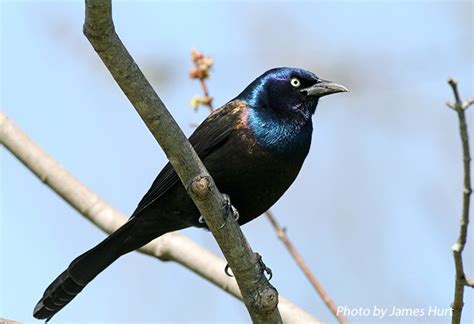 Common Grackle | State of Tennessee, Wildlife Resources Agency